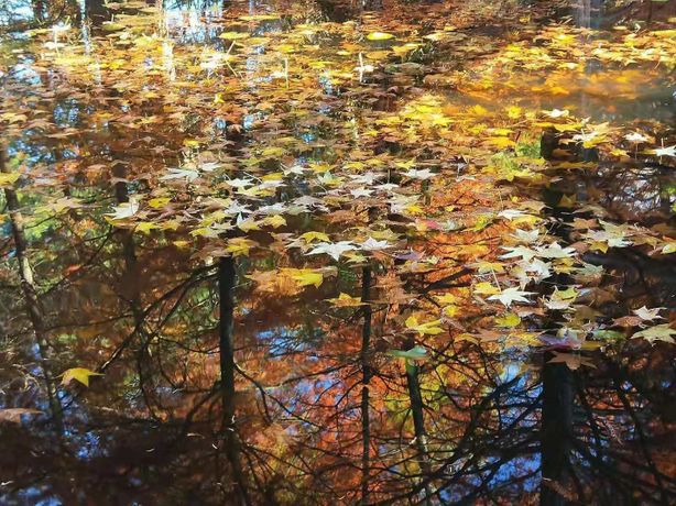 The autumn shadow 1